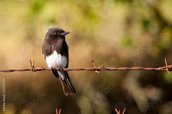 Obraz Black Phoebe