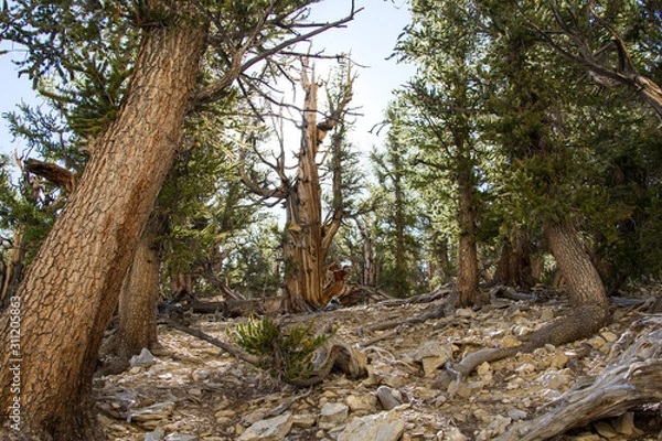 Fototapeta Ancient bristlecone forest in the White Mountains