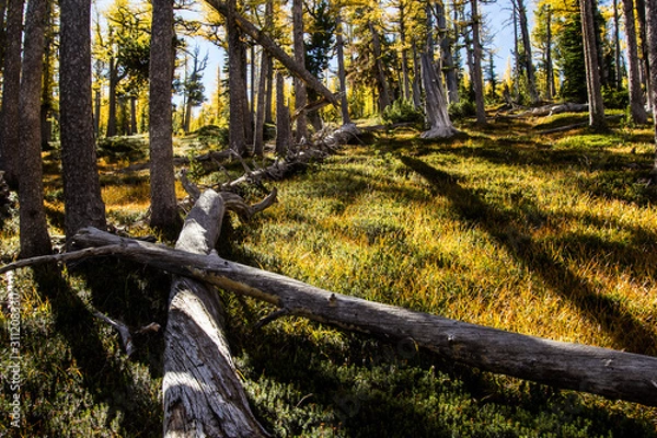 Fototapeta Fall in a whitebark pine forest with fallen trunks in Montana