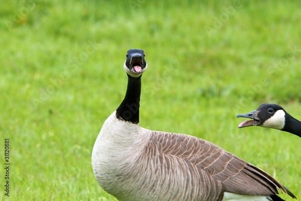 Obraz Angry Goose