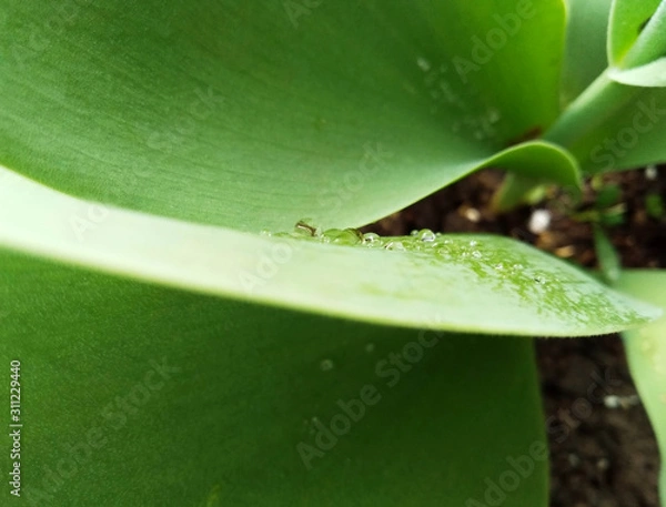 Obraz dew drops on a green leaf
