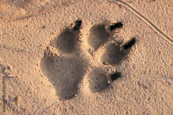 Fototapeta Wolf track on dry ground. Close-up.