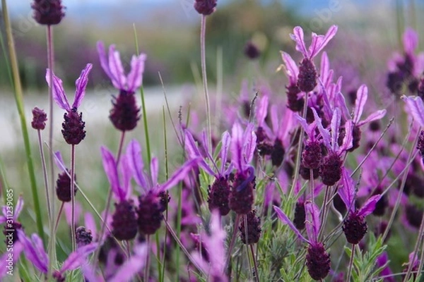 Fototapeta Lavandula