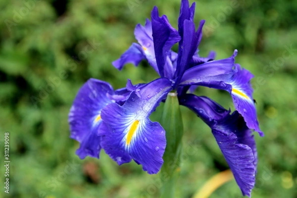 Fototapeta Blue iris