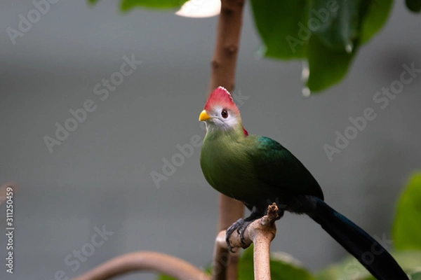 Obraz red-crested turaco