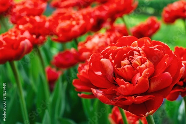 Fototapeta Red double tulips in the garden. Selective focus