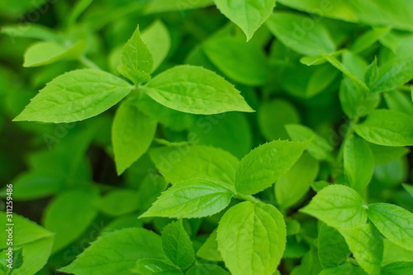 Fototapeta Fresh green leaves on the bush in spring. Side view, selective focus, shallow depth of field