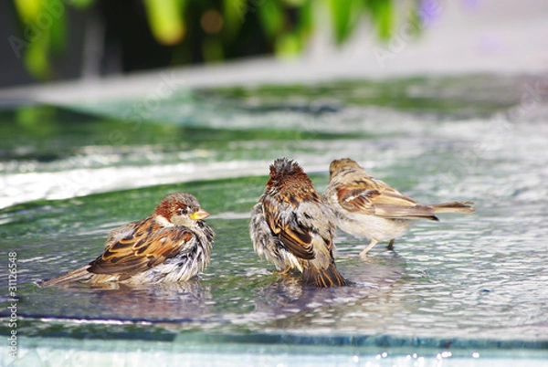 Fototapeta Badende Sperlinge