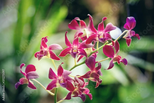 Fototapeta Several red orchids on a green background