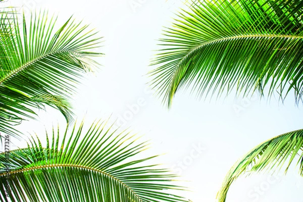 Fototapeta tropical palm leaf background, coconut palm trees perspective view