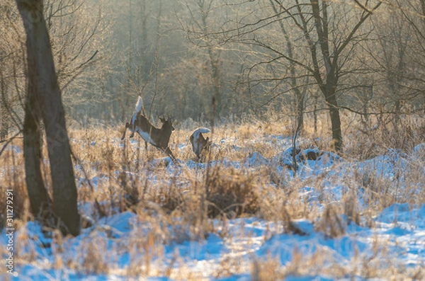 Fototapeta Whitetail Deer Bounding Away