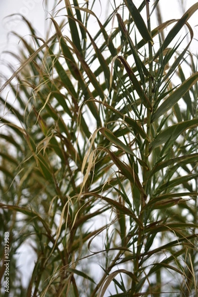 Obraz Tropical Plants