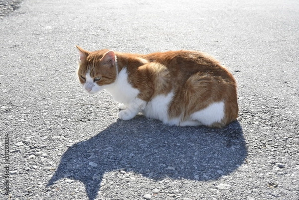 Obraz Cat shadow