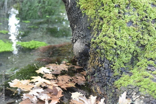 Obraz Leaves and Moss