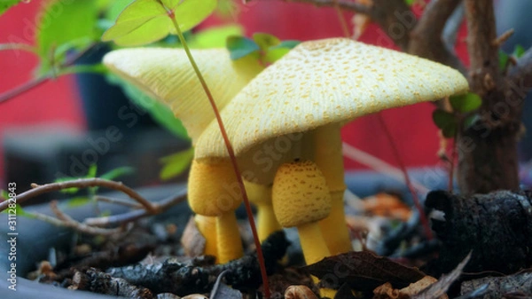 Obraz Wild mushrooms