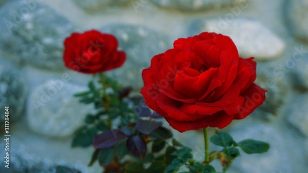 Obraz Red roses