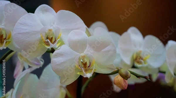 Obraz Orchid flowers