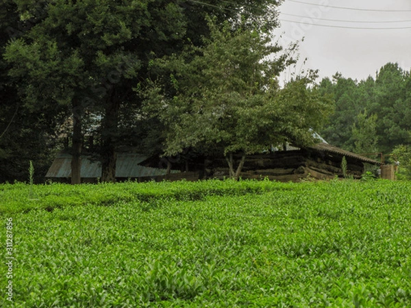 Fototapeta Green tea garden in summer. Wooden hut with trees in the tea garden. Beautiful tea garden with wooden house and green trees background.