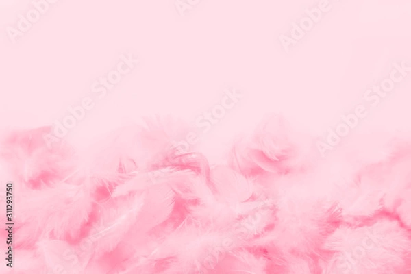 Fototapeta Beautiful abstract colorful white and pink feathers on white background and soft white red feather texture on pink pattern, pink background