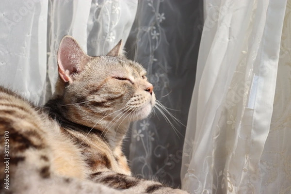 Obraz 窓辺でそよ風を感じる猫アメリカンショートヘアー