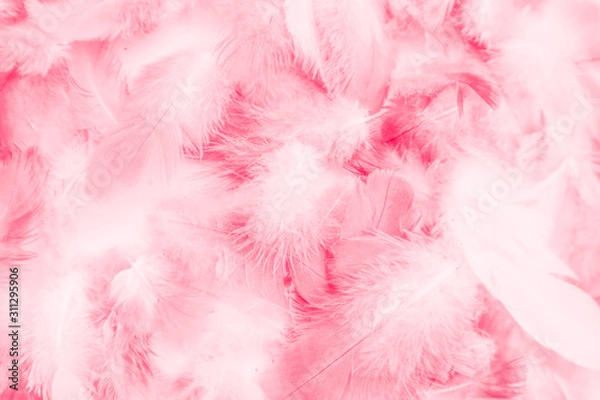 Fototapeta Beautiful abstract colorful white and pink feathers on white background and soft white red feather texture on pink pattern, pink background