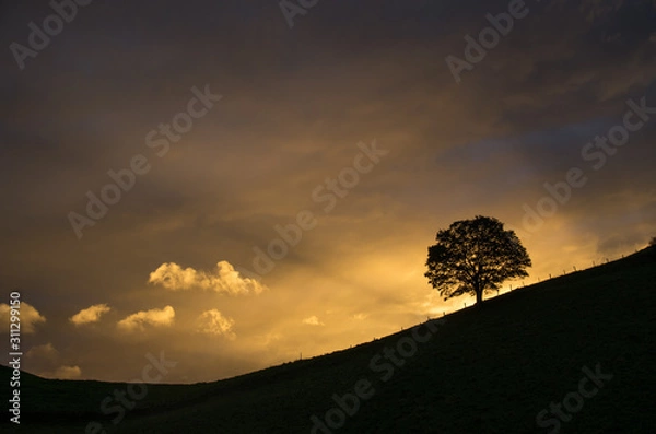 Obraz Baum mit Sonnenstrahlen