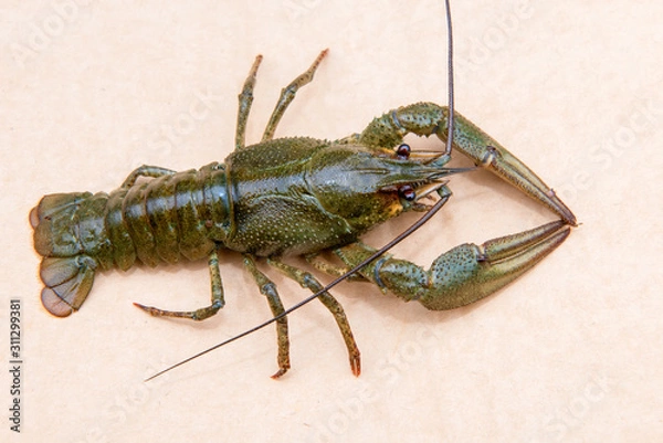 Fototapeta The European crayfish (Astacus astacus), noble crayfish, or broad-fingered crayfish, is the most common species of crayfish in Europe, and a traditional food source
