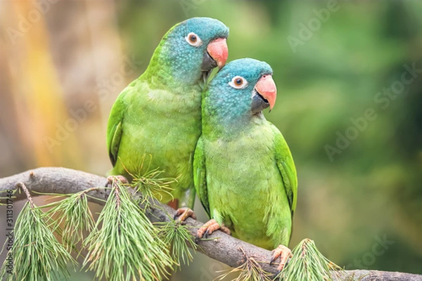 Obraz Pair of blue-crowned parrots in love in a natural environment. Bird in the Wild
