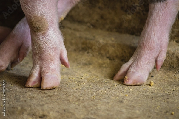 Obraz pata de cerdito