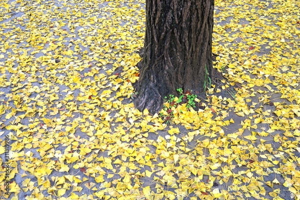 Fototapeta 雨上りの公園の銀杏の木と枯れ葉
