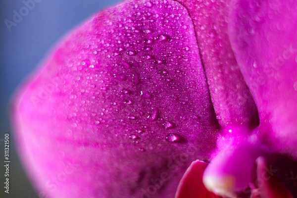Fototapeta Close-up of single purple Orchid flower. Macro shooting. Soft focus.  Drops of water on a flower.
