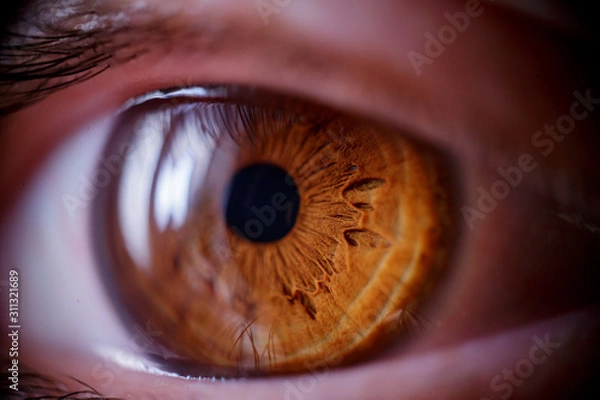 Fototapeta Macro shot of the human eye. Brown eyes near. Soft focus. The reflection of the window in the human eye