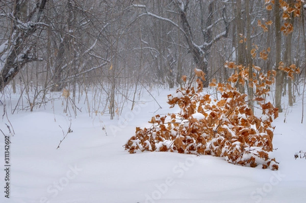 Obraz forest in winter