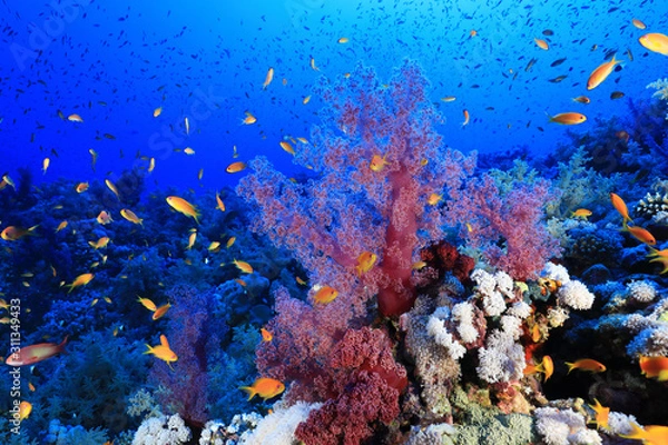Fototapeta Beautiful soft corals on Elphinstone reef