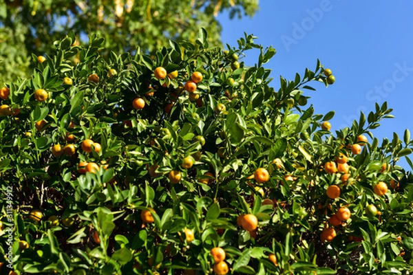 Fototapeta oranges on tree
