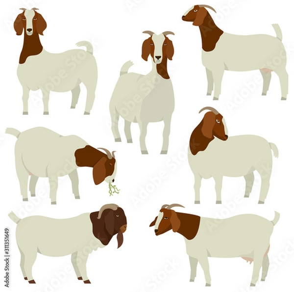 Fototapeta Farming today White & Brown Boer goats Vector illustration Isolated objects