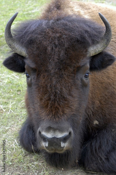 Obraz buffalo closeup