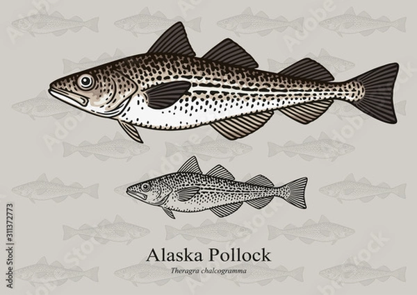 Fototapeta Alaska Pollock, Mintai. Vector illustration with refined details and optimized stroke that allows the image to be used in small sizes (in packaging design, decoration, educational graphics, etc.)