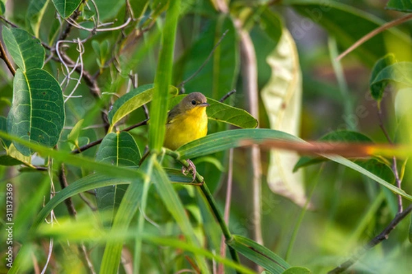 Obraz Bird photographed in Linhares, Espirito Santo. Southeast of Brazil. Atlantic Forest Biome. Picture made in 2014.