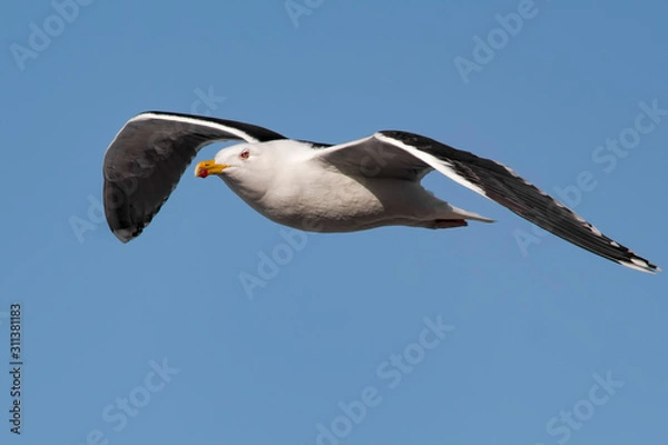 Obraz Great black-backed gull