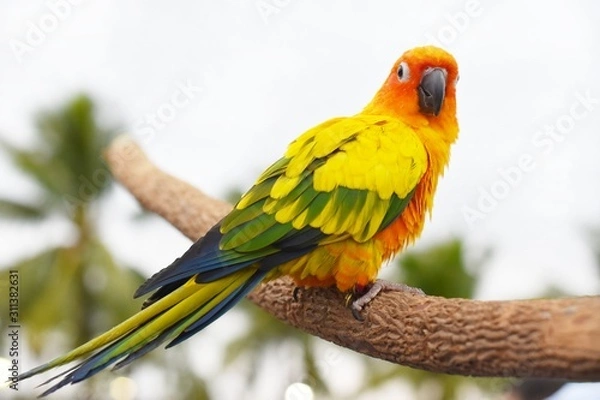 Obraz parrot on a branch
