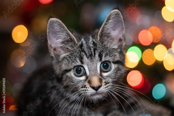 Fototapeta Holiday Kitten