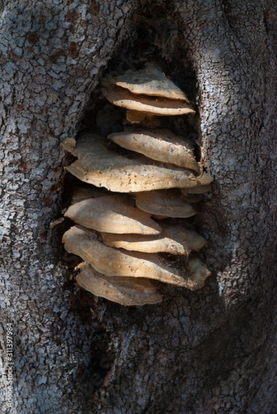 Obraz Mushrooms in a tree