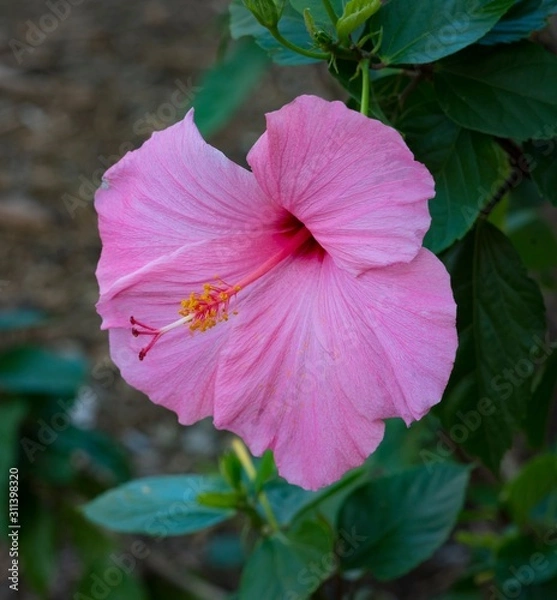 Obraz Pink flower