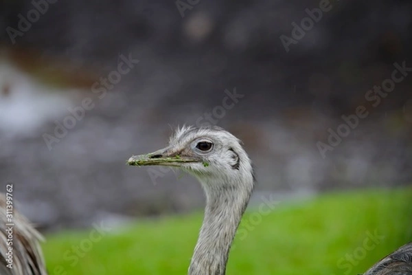 Obraz Ostrich close-up