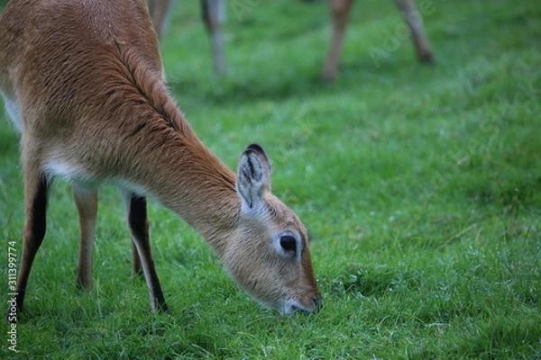Obraz Deer close-up