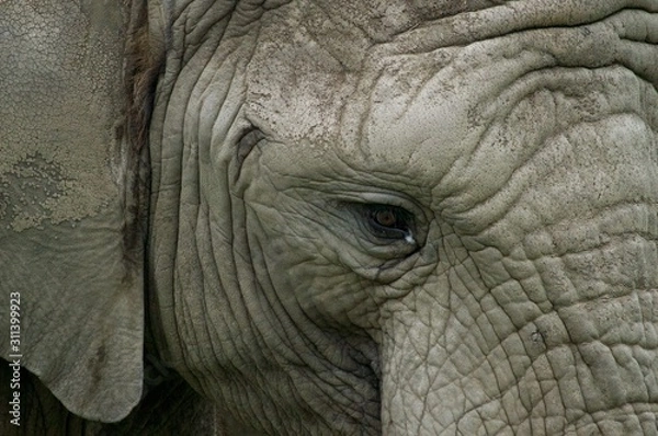 Obraz Elephant eye