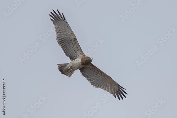 Obraz Short Toed Eagle Flying