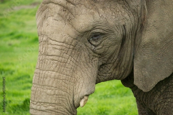 Obraz Elephant