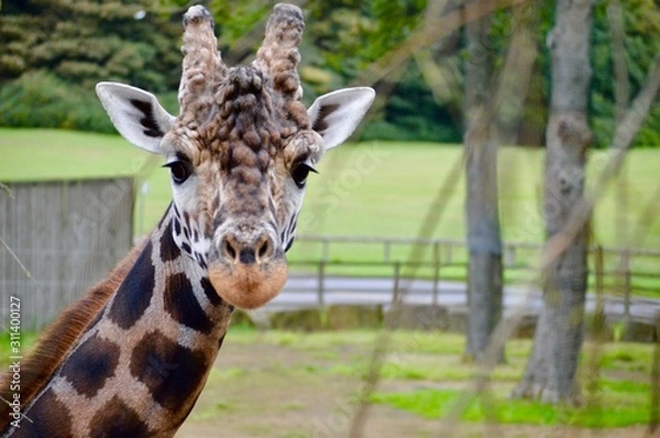 Obraz Giraffe close-up